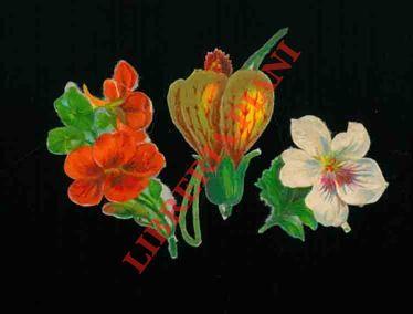 Fiori singoli