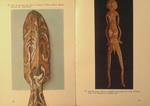 Arte dell'Oceania