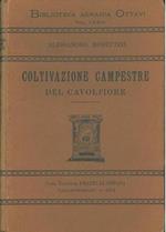 Coltivazione campestre del cavolfiore