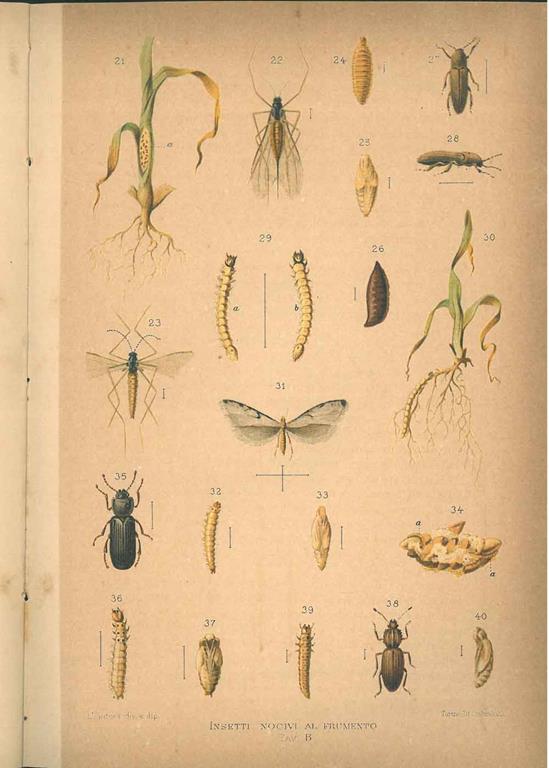 STUDIO BIBLIOGRAFICO ORFEO LIBRERIA ANTIQUARIA S.A.S.