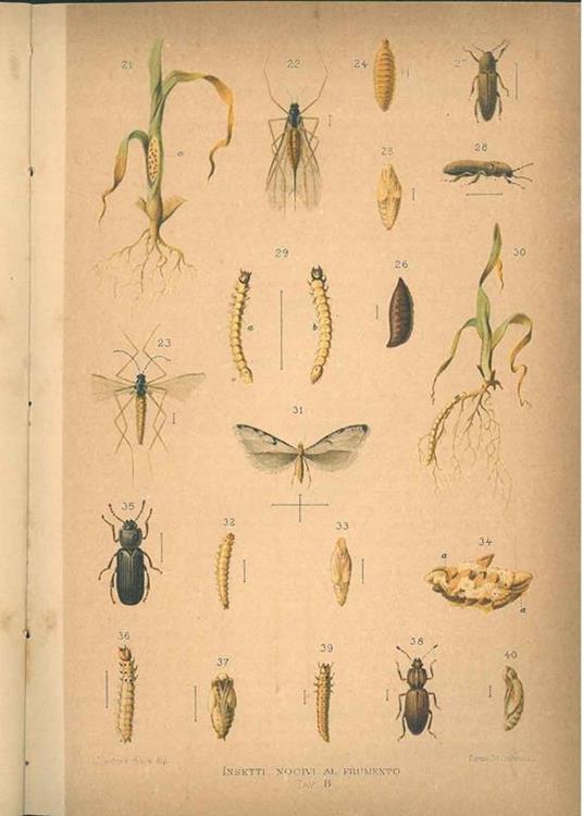 Insetti nocivi al frumento con tavole cromolitografiche. Fascicolo 1°. Copia autografata - Giovanni Soli - copertina