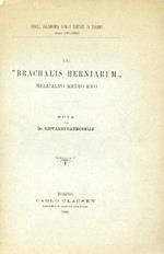 Il Brachalis Herniarum nell'alto Medio Evo. Nota