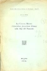 La Civetta Minore (Glaucidium passerinum (Linn.) nelle Alpi del Piemonte