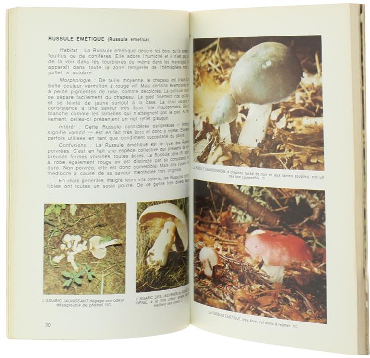 Les Champignons. Comment les Reconnaitre