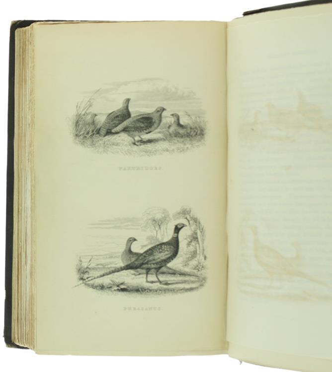 The Rod and the Gun Being Two Treatises on Angling and Shooting