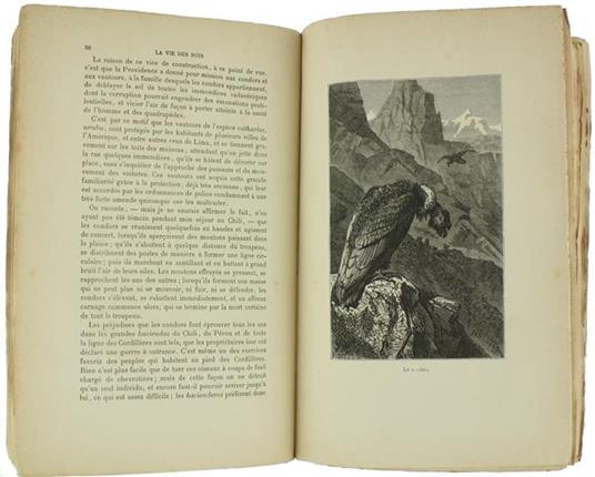 La Vie des Bois et du Desert. Récits de Chasse et de Pêche Avec Deux Histoires Inédites Par A. Dumas Pére - Bénédict Henry Révoil - 2