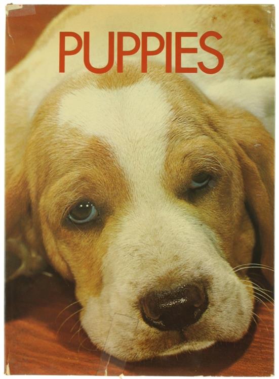 Puppies