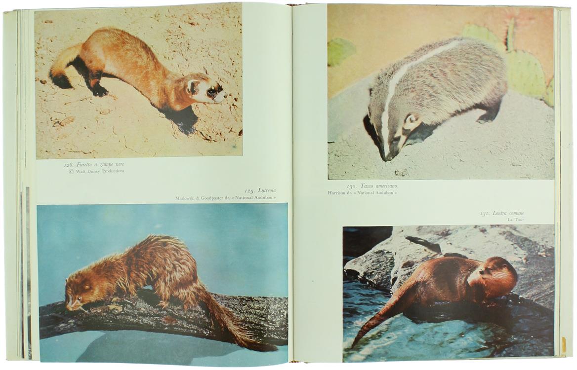 Il Libro dei Mammiferi