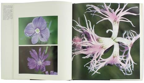 Dentro un Fiore - Vittorino Andreoli - 2