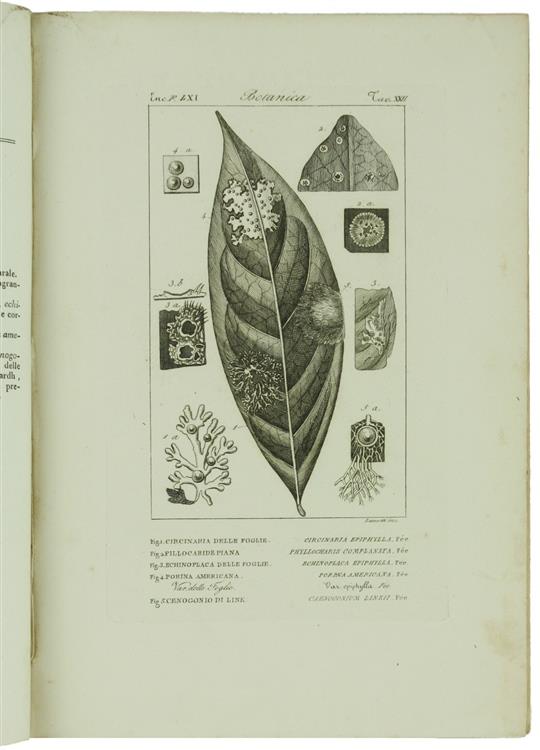 Botanica. Ventidue Incisioni Originali in Rame (Cm (24,5X17,5 Cm) Tratte Da: Enciclopedia Italiana e Dizionario Italiano della Conversazione