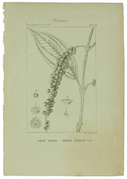 Botanica. Ventidue Incisioni Originali in Rame (Cm (24,5X17,5 Cm) Tratte Da: Enciclopedia Italiana e Dizionario Italiano della Conversazione