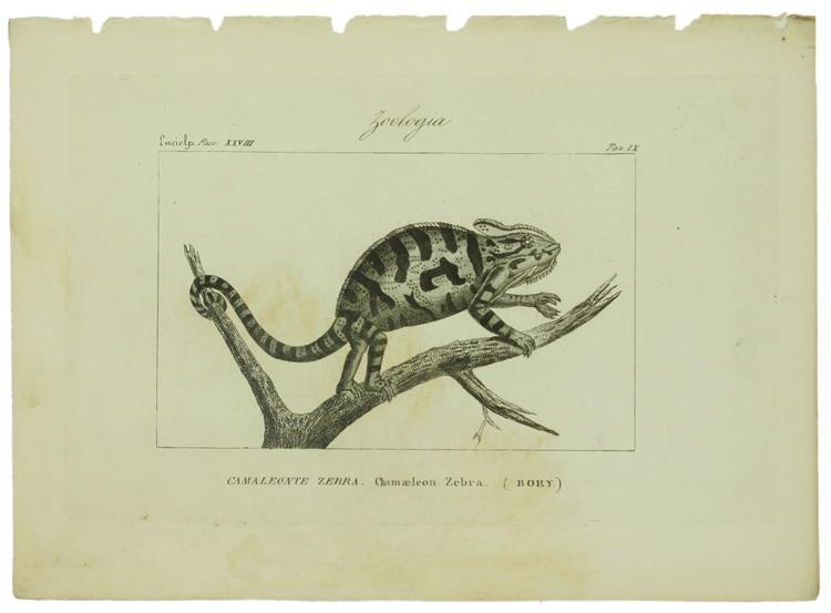 Zoologia. Undici Incisioni Originali In90 Rame Tratte Da: Enciclopedia Italiana e Dizionario Italiano della Conversazione