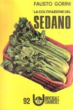 La Coltivazione Del Sedano
