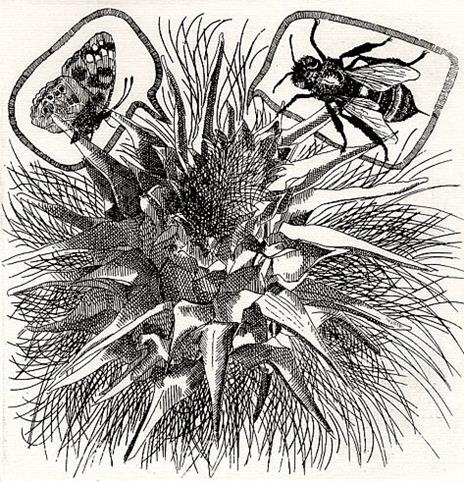 L' Incisione. 1971, N. 7 - copertina