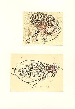 Insettario - Giovanni Arpino - 8