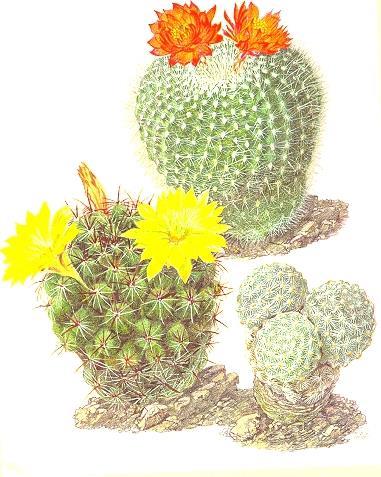 Cactee - Walter Kupper - copertina