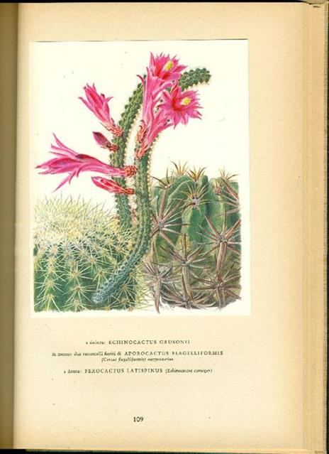 Cactee - Walter Kupper - 3