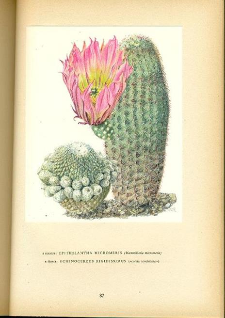 Cactee - Walter Kupper - 4