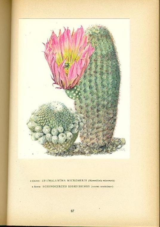 Cactee - Walter Kupper - 4