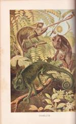 Brehms Tierleben. Allgemeine kunde des Tierreichs - Kriechtiere und Lurche (Rettili e anfibi)