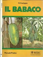 Il Babaco