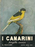 I canarini. Fringilla canaria