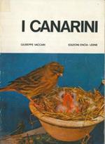 I canarini. Serinus canarius canarius