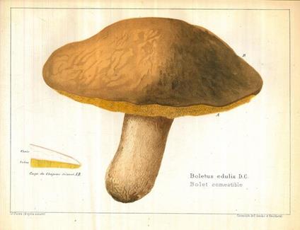 Les champignons comestibles du Canton de Neuchatel et les espces vénéneuses avec lesquelles ils purraient etre confondus - copertina