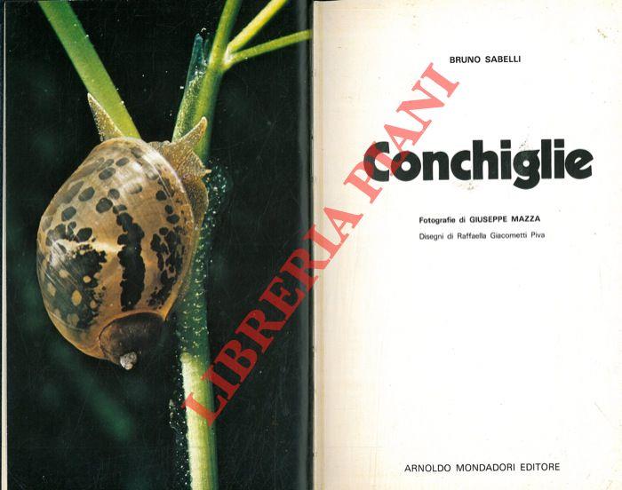 Conchiglie