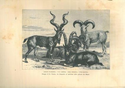 Nuova geografia universale. La terra e gli uomini. Volume VII. L'Asia Orientale. Impero cinese. Corea. Giappone - Elisée Reclus - copertina