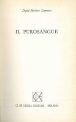 Il purosangue