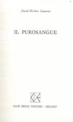 Il purosangue