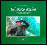 Nel bosco vecchio