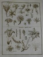 Anthologia sive de floris natura libri tres plurimis inventis, observationibusque, ac Aereis Tabulis ornati