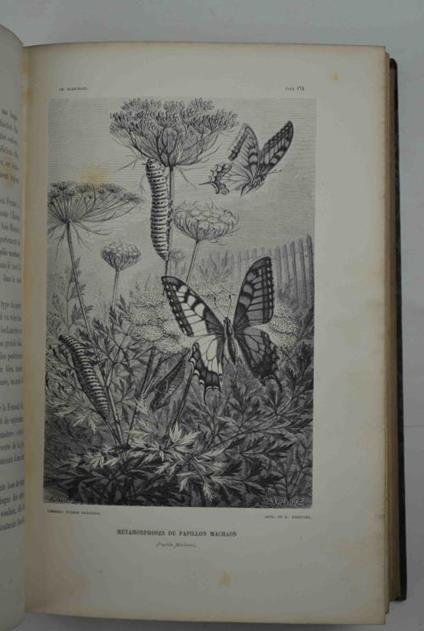 Métamorphoses, moeurs et instincts des insectes. - Emile Blanchard - copertina