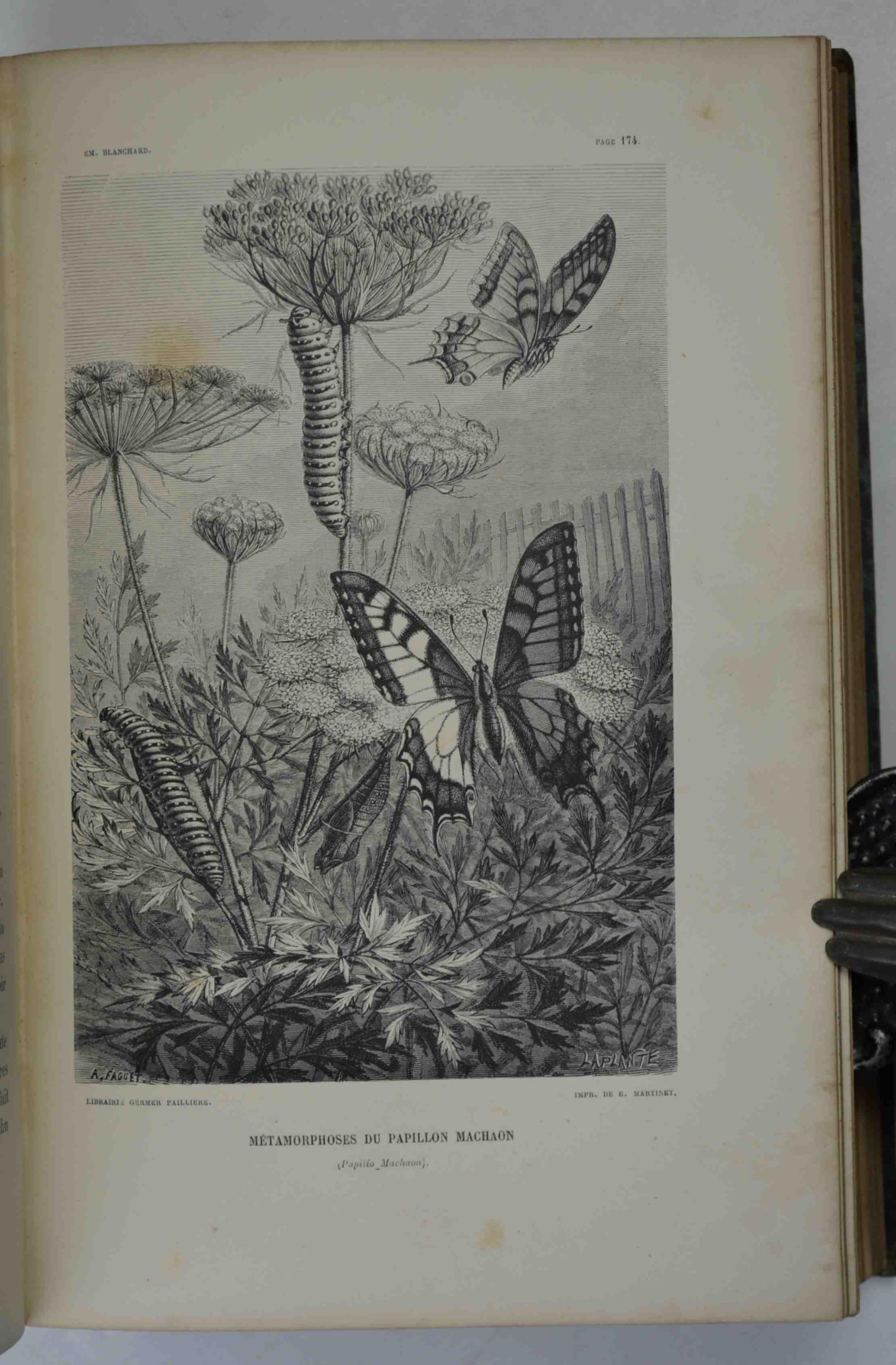 Métamorphoses, moeurs et instincts des insectes.