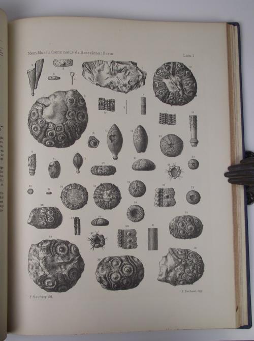 Revision des echinides fossiles de la Catalogne Volumen 1 e 2 - J. Lambert - copertina