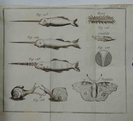 Gramatica delle scienze filosofiche. O breve analisi della filosofia moderna appoggiata alle sperienze di Beniamino Martin. - Benjamin Martin - copertina