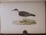 A history of the birds of Europe not observed in the British Isles. Second enlarged edition.