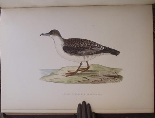 A history of the birds of Europe not observed in the British Isles. Second enlarged edition. - copertina