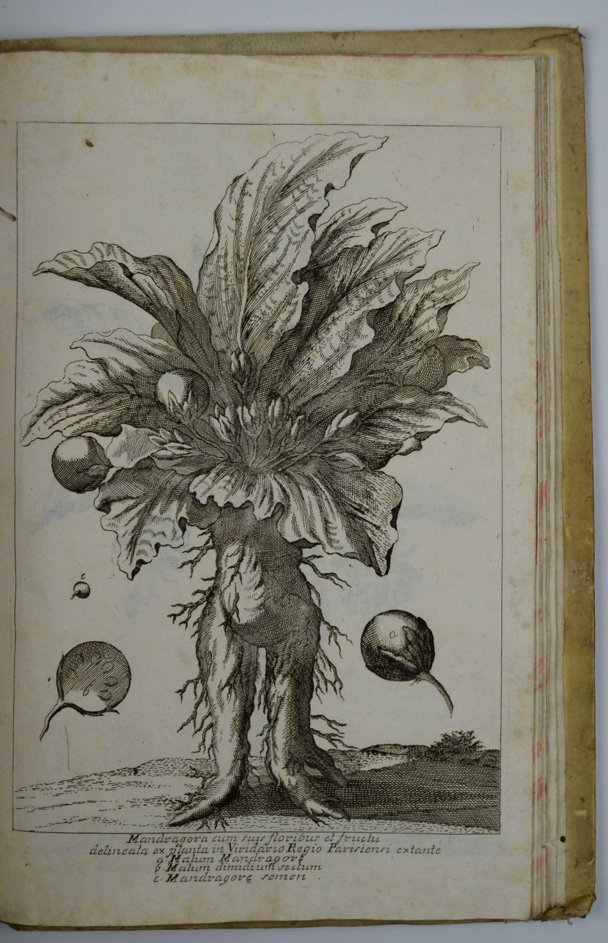 Dictionarium historicum, criticum, chronologicum, geographicum, et literale Sacrae Scripturae…