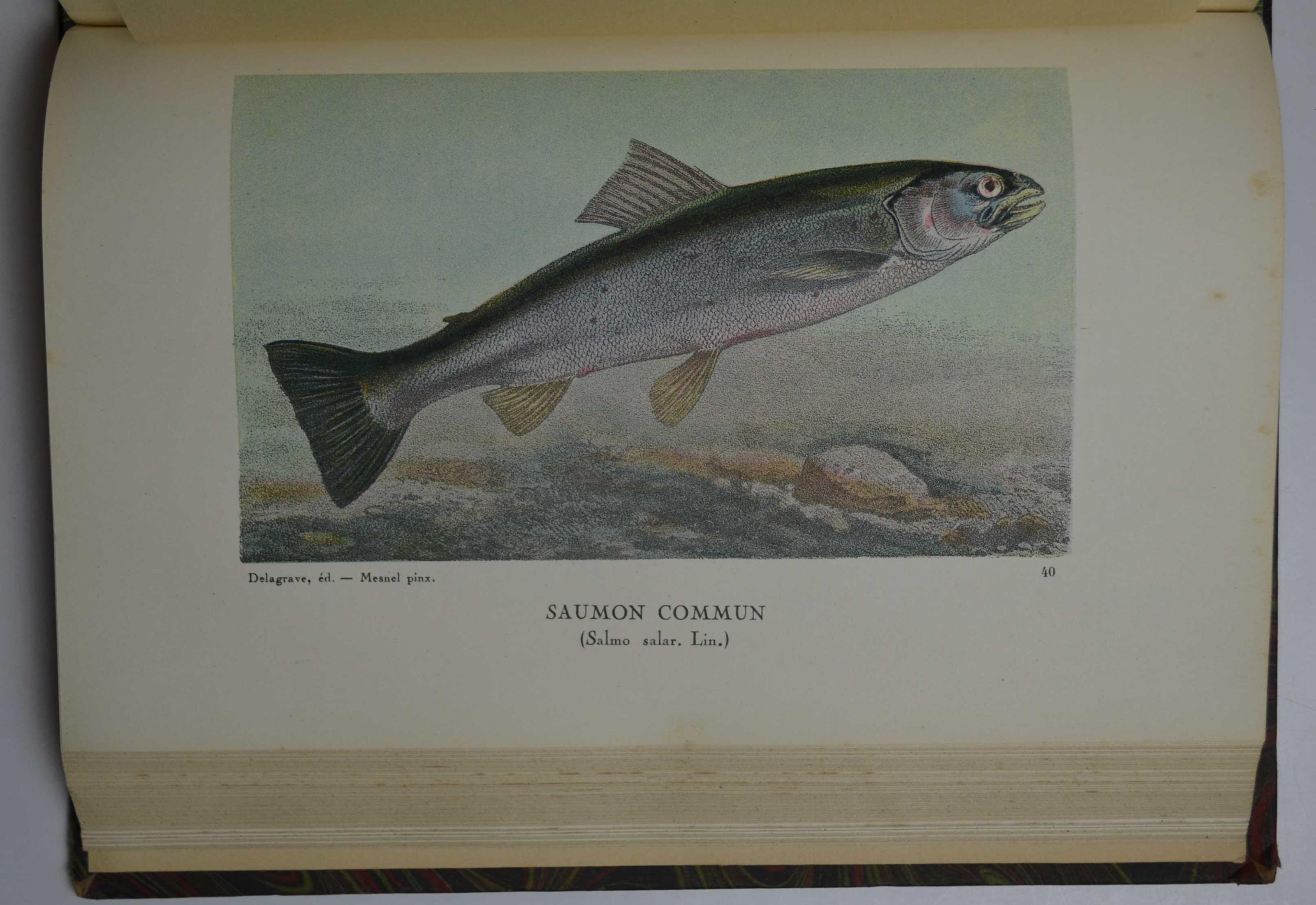 La peche et les poissons. Dictionnaire général des peches Accompagné d'un supplememt par Ed. Renoir, Ryvez et Lucien Jouenne.