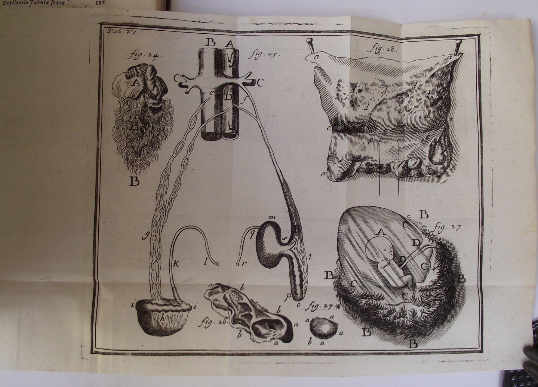 Compendium anatomicum totam rem anatomicam brevissime complectens