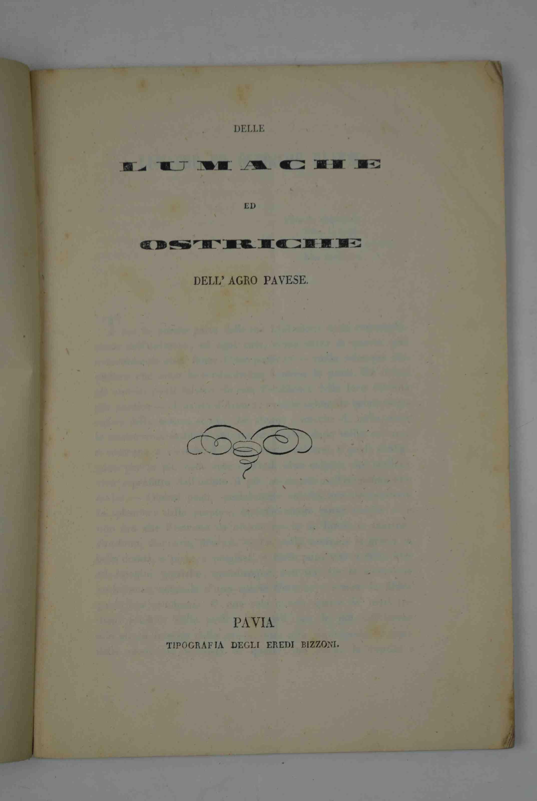 Delle lumache ed ostriche dell'Agro Pavese