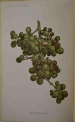Les maladies de la vigne Deuxième édition