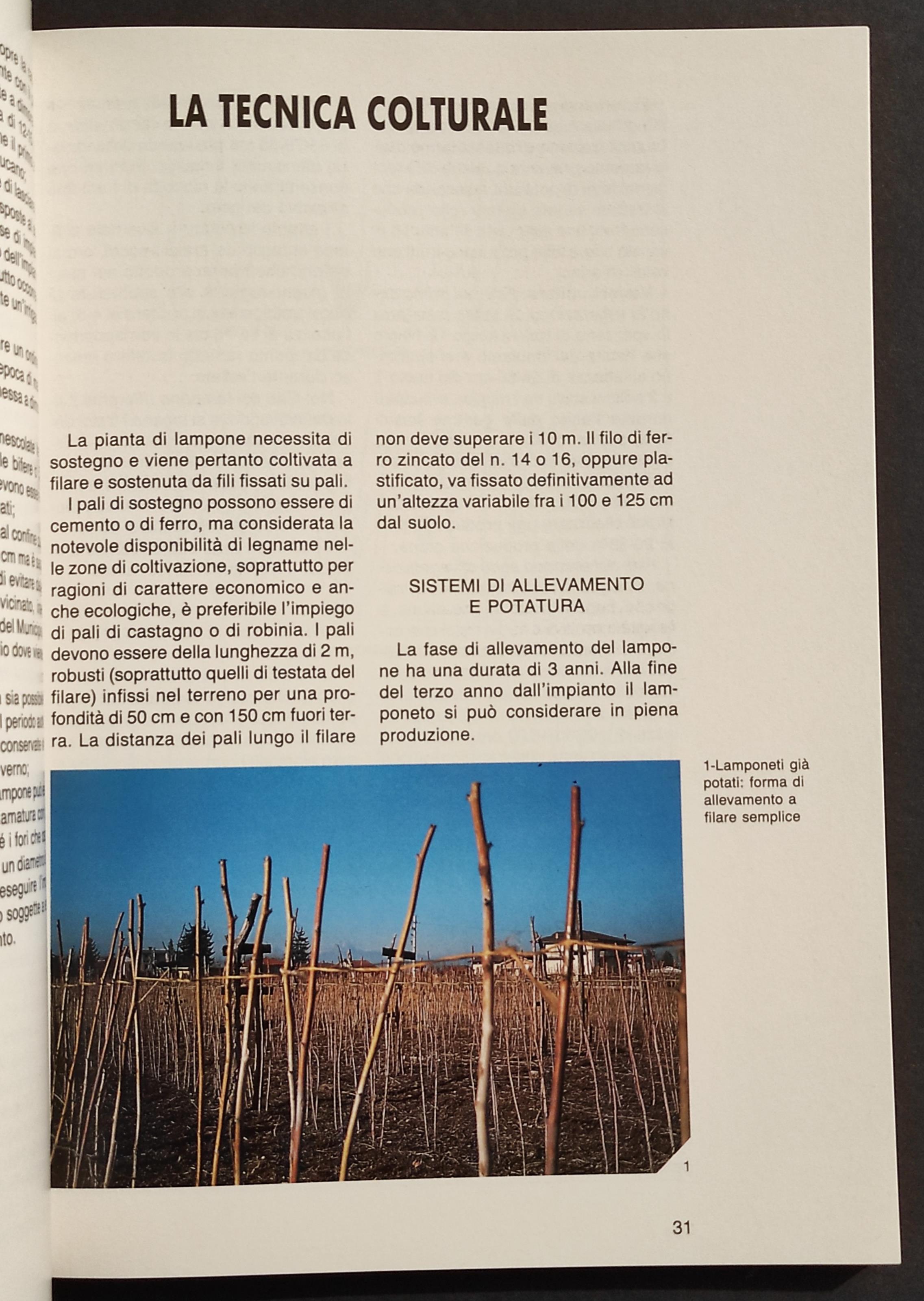 I Piccoli Frutti - R. Bassi - Ed. l'Informatore Agrario - 1992