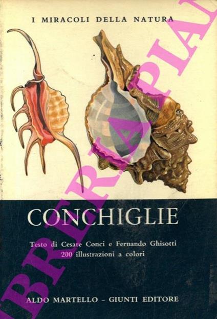 Conchiglie - Cesare Conci - copertina