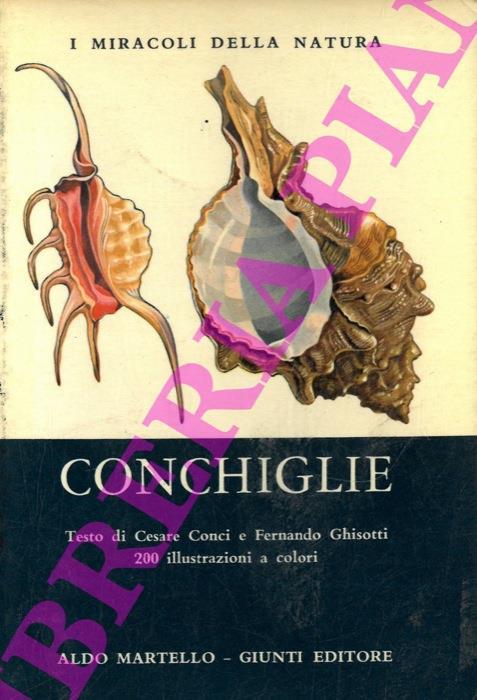 Conchiglie - Cesare Conci - copertina