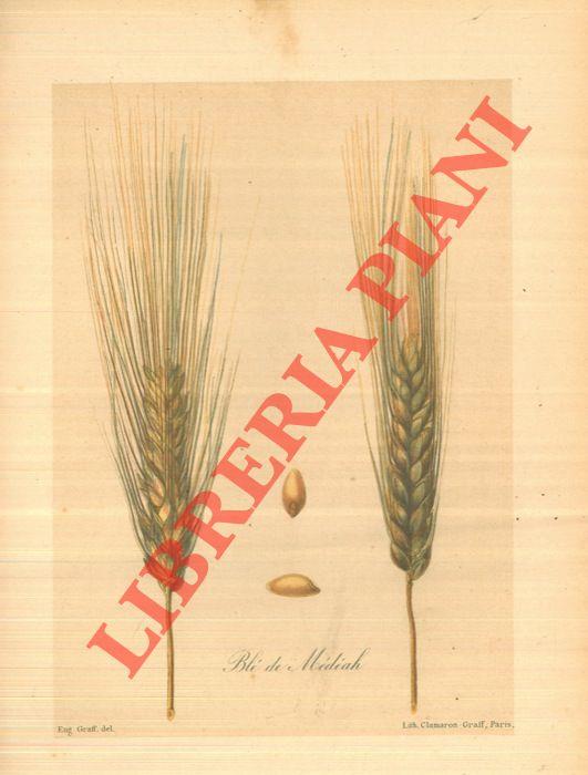 Libreria Piani