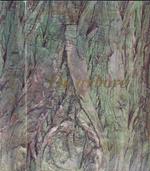 De Arbore